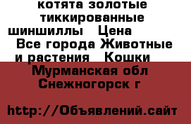 котята золотые тиккированные шиншиллы › Цена ­ 8 000 - Все города Животные и растения » Кошки   . Мурманская обл.,Снежногорск г.